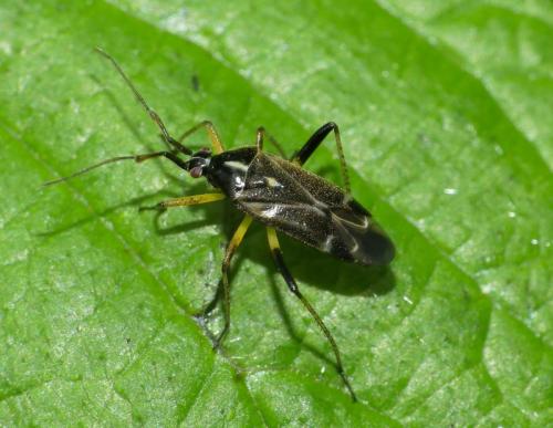 Réf. 228 837 : Harpocera thoracica